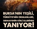 Bursa nın Yesili Türkiyenin Ormanları